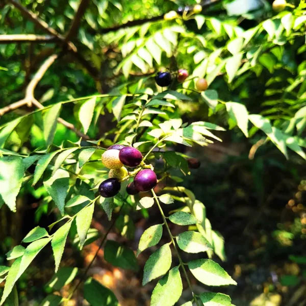 Fresh Curry Leaves | Kari Pata | Kari Patta for Cooking | Kitchen Herbs