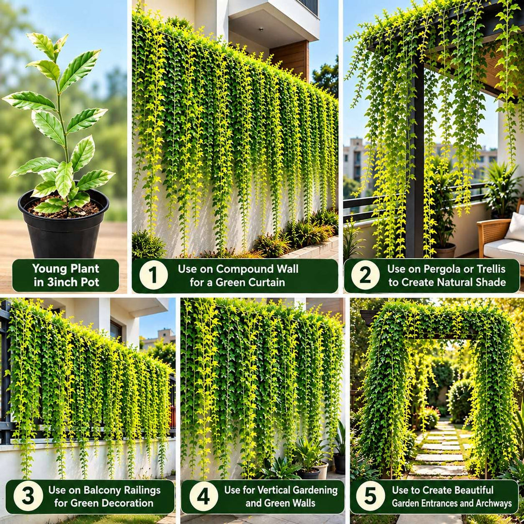 Curtain Creeper Live Plant | Healthy Indoor/Outdoor Climbing Vine | Parda Bel | Vernonia Creeper | Spider Ivy | Climber Plant, Creeper Plant | Evergreen House Plant | Vine Plant For Decoration