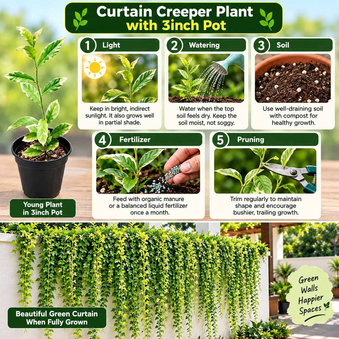 Curtain Creeper Live Plant | Healthy Indoor/Outdoor Climbing Vine | Parda Bel | Vernonia Creeper | Spider Ivy | Climber Plant, Creeper Plant | Evergreen House Plant | Vine Plant For Decoration