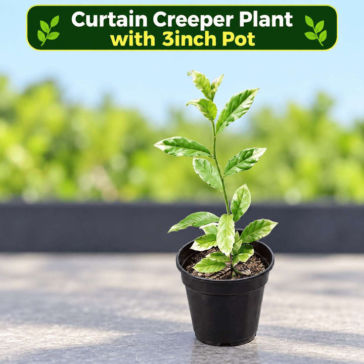 Curtain Creeper Live Plant | Healthy Indoor/Outdoor Climbing Vine | Parda Bel | Vernonia Creeper | Spider Ivy | Climber Plant, Creeper Plant | Evergreen House Plant | Vine Plant For Decoration
