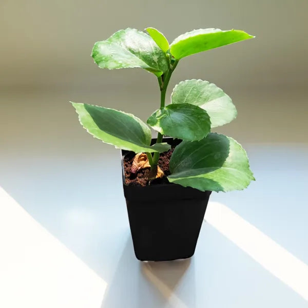 Arabian Wax Leaf | Decorative Succulent Vine Hanging Plant | Plant with Pot