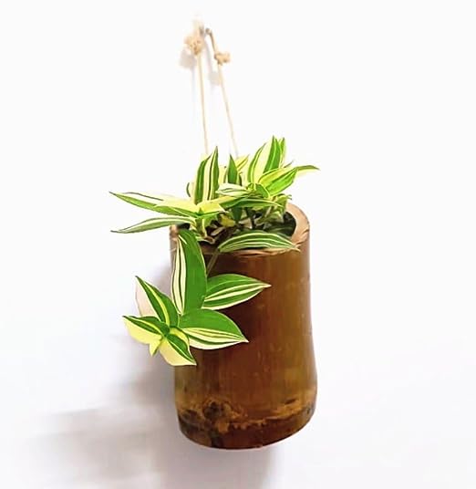 Gachwala Natural Medium Bamboo Planter (Set of 2) / Wooden Container - Garden Decoration Planters/Pot for Balcony - Plants Decorative Accessories (15 to 25 CM) - B9