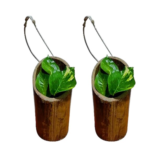 Gachwala Natural Bamboo Planter (Set 2) /Container - Garden Decoration Planters/Pot for Balcony - Plants Decorative Accessories (Hanging Medium Bamboo Planter with Plastic Cap (15 to 25 cm) - B12)