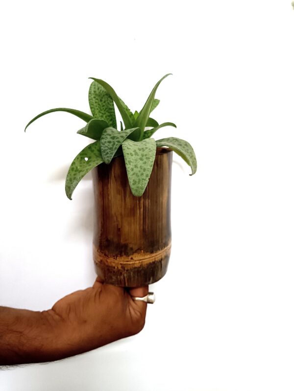 Gachwala Natural Bamboo Planter/Wooden Container - Garden Decoration Planters/Pot for Balcony - Plants Decorative Accessories (Natural Bamboo Planter Pot (Set of 2) - B4)