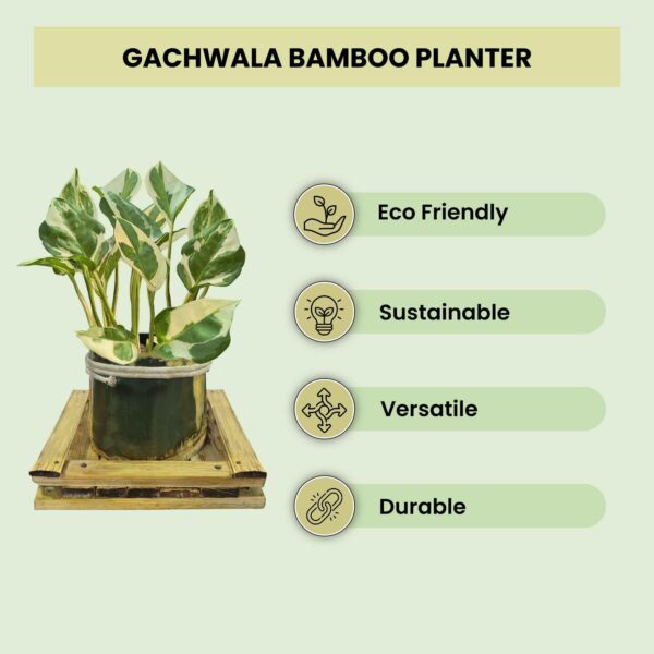 Bamboo Nest Planter (B21) – Eco-Friendly Decorative Pot | Natural Bamboo | Ideal for Indoor Plants; Succulents; Tabletop Décor; Home &amp; Office Use (Approx 12cm Height) (Plant Not Included)