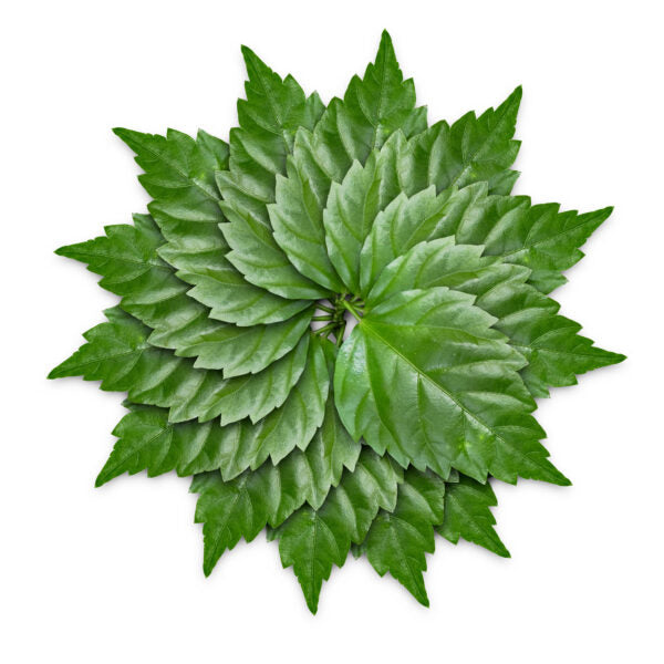 Red Hibiscus Leaves | Fresh Leaves Hibiscus | Flower Plants Live | House Plant | Desi Hibiscus | China Rose Leaves - 50 Leaves
