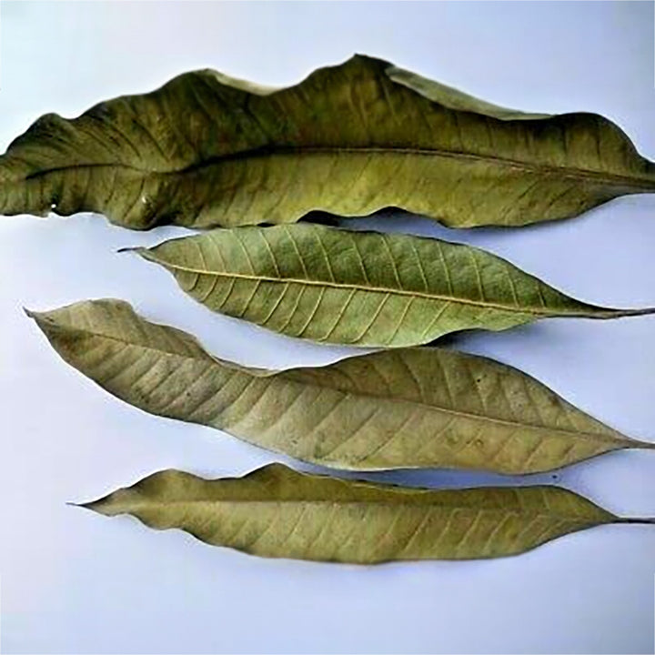 Dried Mango Leaves / Aam ki Patti Sukhi | Natural Mango Leaves (Mangifera indica) | Sukhi Aam ki Patti | Aam Leaf - 250 gm