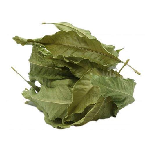 Dried Mango Leaves / Aam ki Patti Sukhi | Natural Mango Leaves (Mangifera indica) | Sukhi Aam ki Patti | Aam Leaf - 250 gm