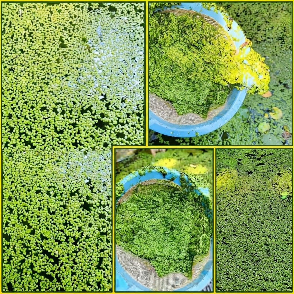 Duckweed Live Plant (Lemna Minor) Live Floating Plants for Pond / Aquarium | Natural Biological Filter