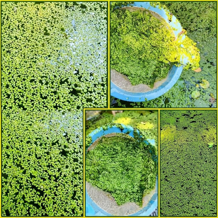 Duckweed Live Plant (Lemna Minor) Live Floating Plants for Pond / Aquarium | Natural Biological Filter