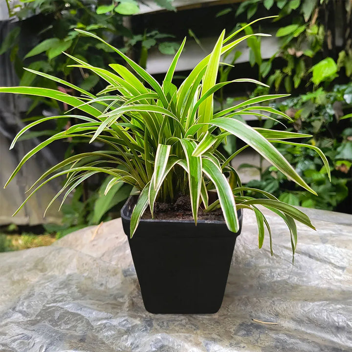 Spider Plant - Dwarf (Chlorophytum comosum) | Houseplant | Decorative Indoor Plant | Air Purification Plant | 1 Healthy live Plant with pot