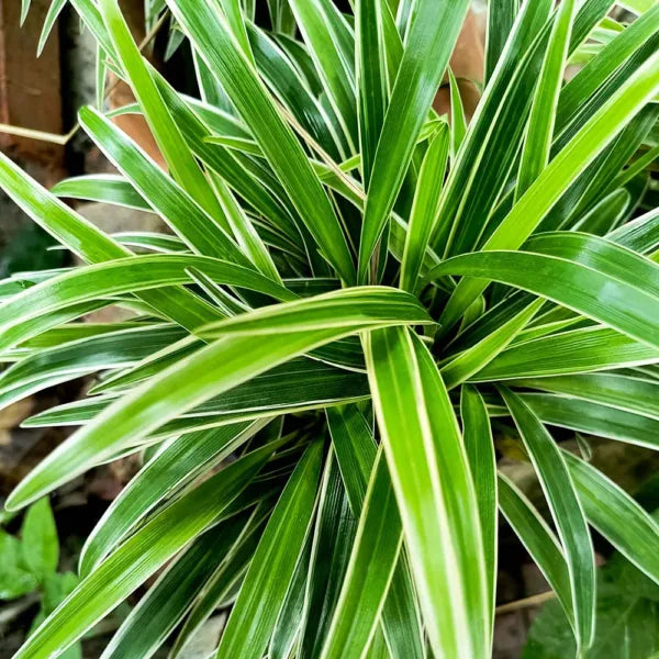 Spider Plant - Dwarf (Chlorophytum comosum) | Houseplant | Decorative Indoor Plant | Air Purification Plant | 1 Healthy live Plant with pot