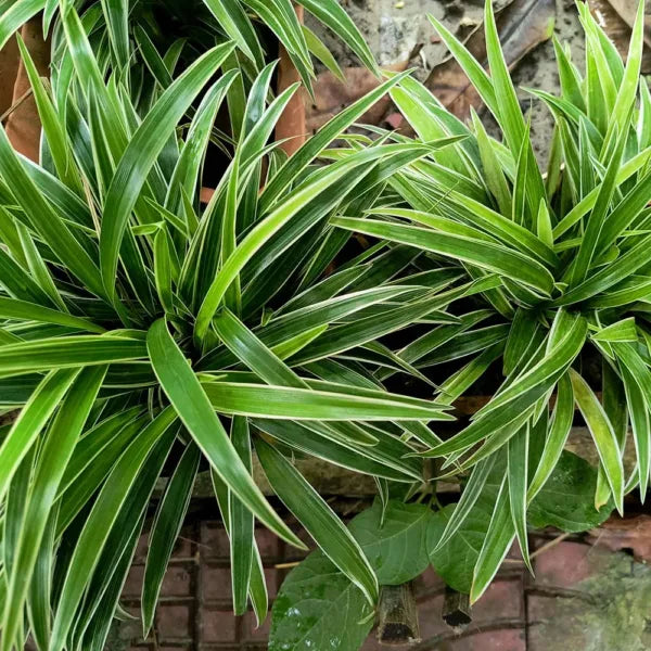 Spider Plant - Dwarf (Chlorophytum comosum) | Houseplant | Decorative Indoor Plant | Air Purification Plant | 1 Healthy live Plant with pot