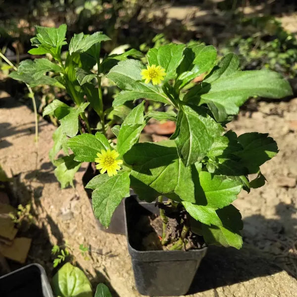 Bhringraj | Eclipta alba | Bhangra | False daisy | Ayurvedic Plant for Hair | 1 Healthy Live Plant with 3 inch Pot (White/Yellow)