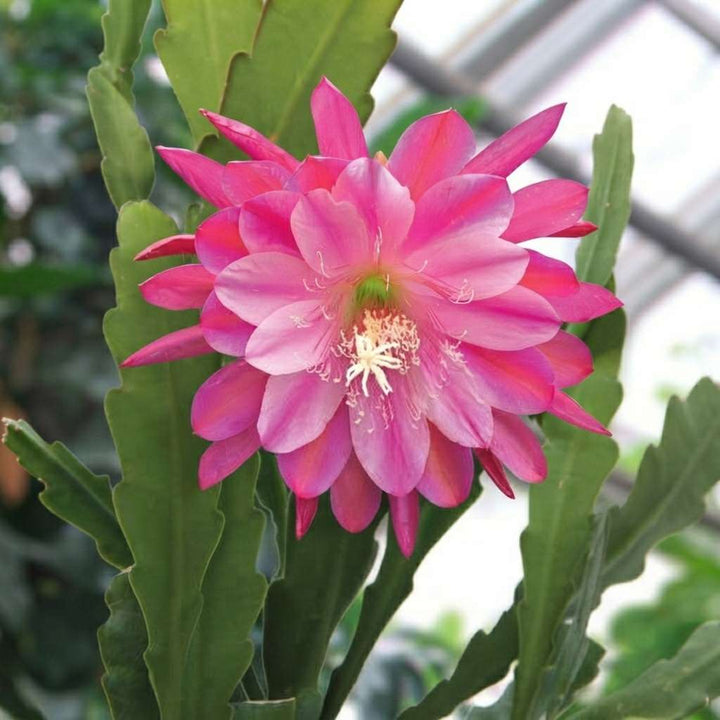 Jungle Cactus Orchid Plants | Epiphyllum Pink Cactus | 1 Healthy Live Plant with Pot