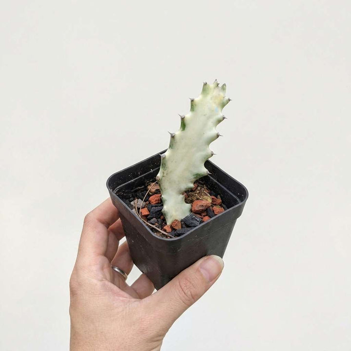 Euphorbia lactea &