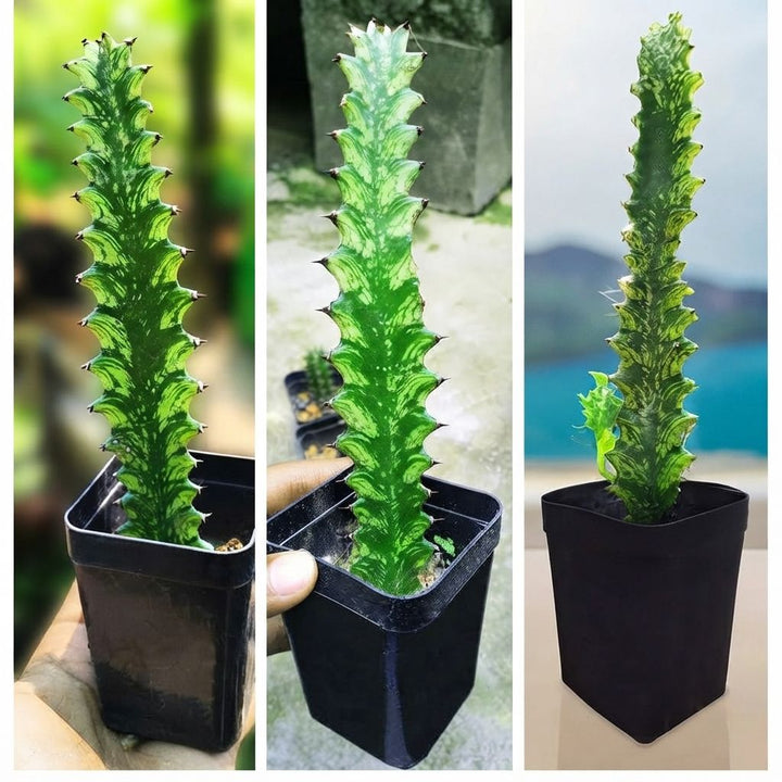 Euphorbia Vaariegated (Mayurnatganii variegata) | Cactus Plant | Summer Plant | Evergreen House Plant | 1 Healthy Live Plant with Pot