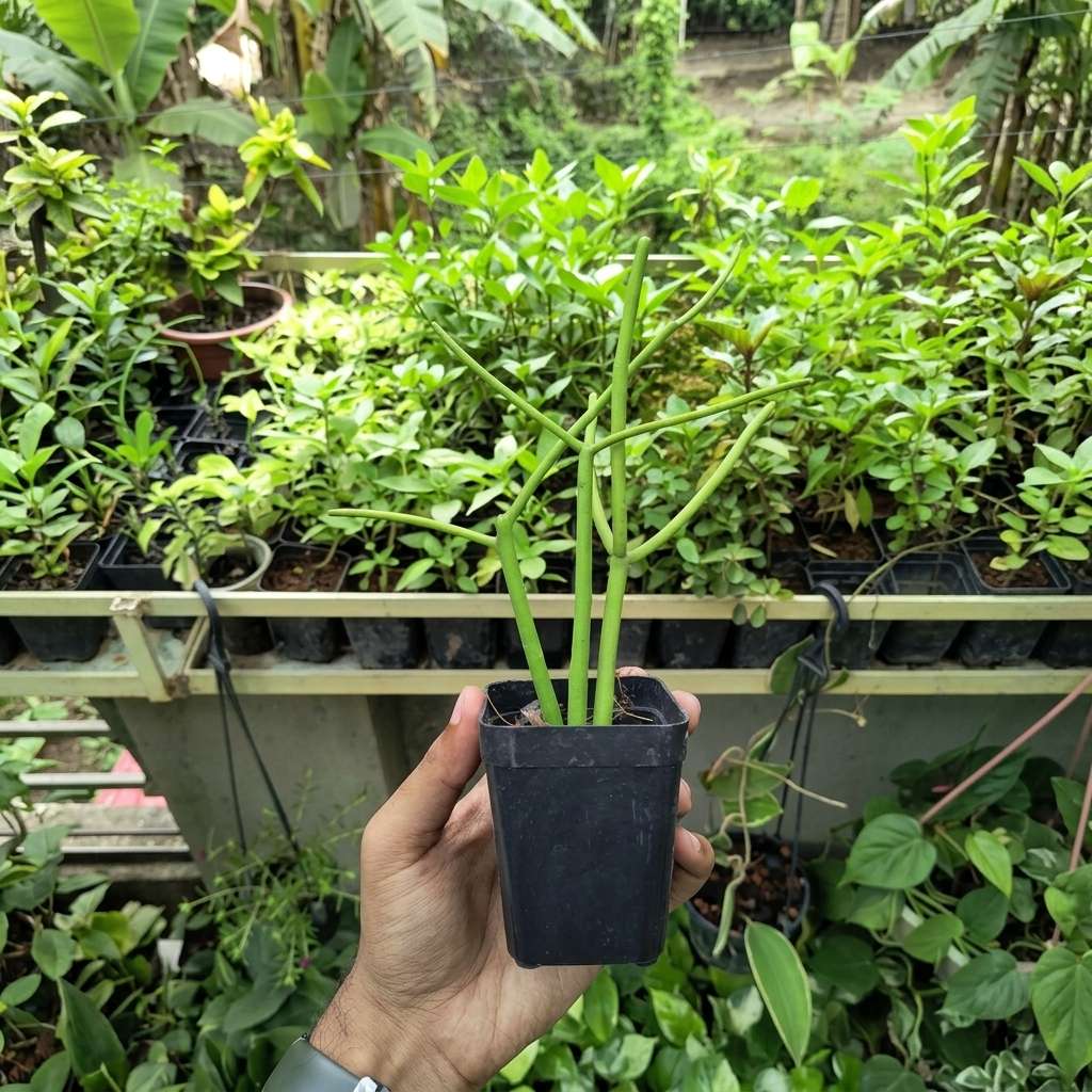 Pencil Cactus (Euphorbia tirucalli) - Air-Purifying Succulent for Indoor and Outdoor Decor - Fast-Growing, Low-Maintenance Plant -3-Inch Pot
