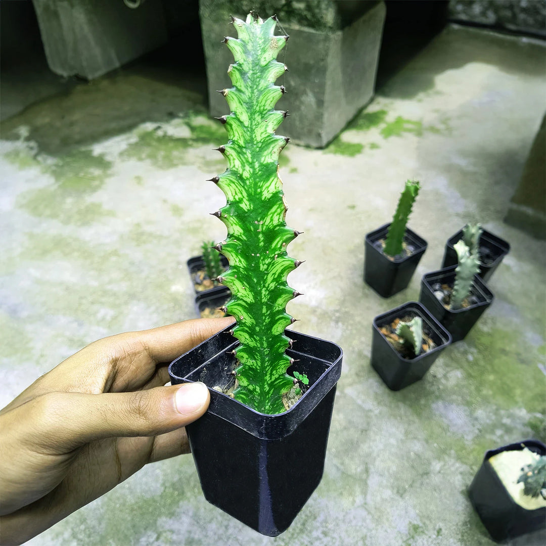 Euphorbia Vaariegated (Mayurnatganii variegata) | Cactus Plant | Summer Plant | Evergreen House Plant | 1 Healthy Live Plant with Pot