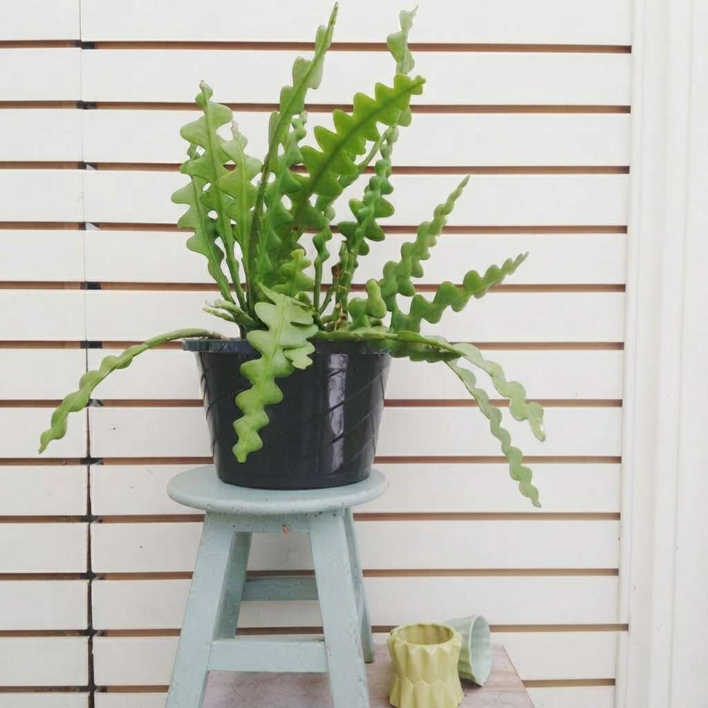 Rick Rack Cactus | Outdoor/Indoor Live Plant with Pot | Fish Backbone Cactus Plant with Flower | 1 Healthy Live Plant