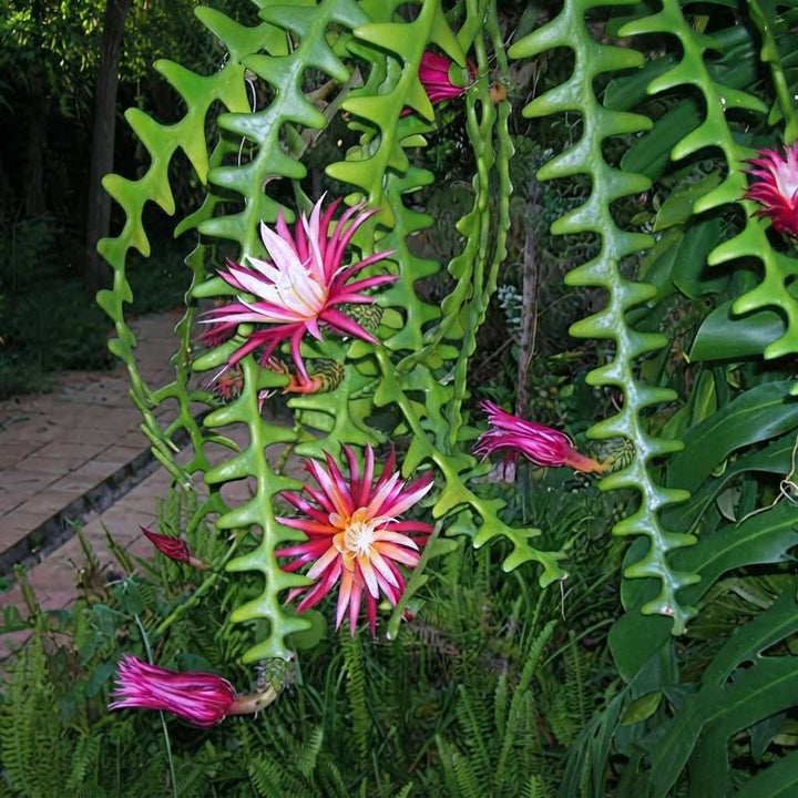 Rick Rack Cactus | Outdoor/Indoor Live Plant with Pot | Fish Backbone Cactus Plant with Flower | 1 Healthy Live Plant