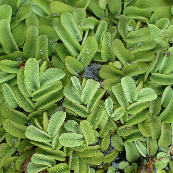 Watermoss (Salvinia natans) (Set of 2) Live Aquatic Plants Rare Plant - Water moss Live Plant for Pond / Aquarium- Healthy Live Plant | Floating Watermoss