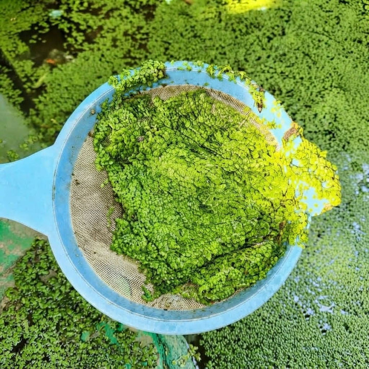 Duckweed Live Plant (Lemna Minor) Live Floating Plants for Pond / Aquarium | Natural Biological Filter