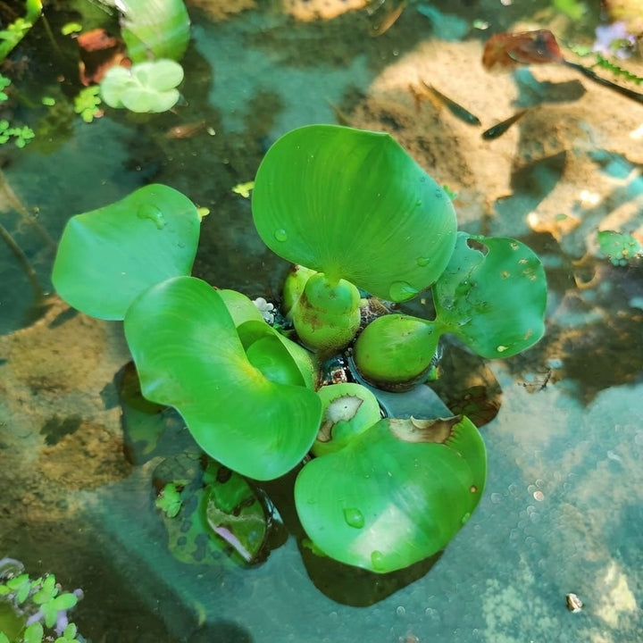 Water Hyacinth (Eichhornia crassipes) | Floating Pond Plant | Pond Flower | Koi Pond Plants | Water Plants Live (Pack of 2/3/4/6/8/12)