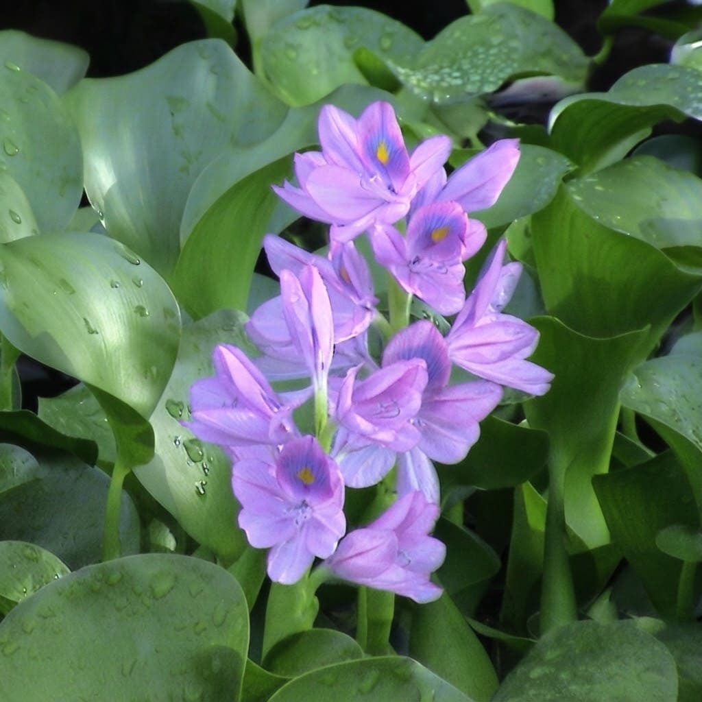 Water Hyacinth (Eichhornia crassipes) | Floating Pond Plant | Pond Flower | Koi Pond Plants | Water Plants Live (Pack of 2/3/4/6/8/12)