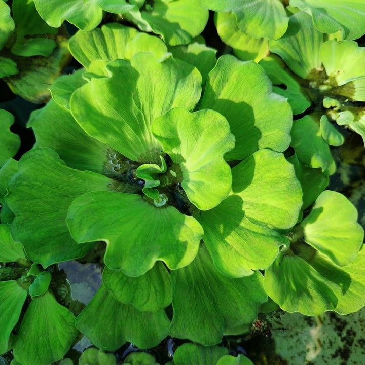 Water Lettuce Live Plant | Water Cabbage Plant for Pond , Aquarium | Aquatic Pistia | Floating Live Pond Plant - (Pack of 5/10/20/25/35)