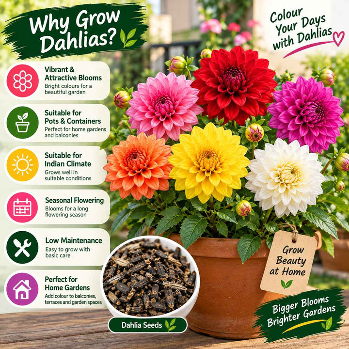 Dahlia Seeds – 50 Seeds for Growing Colourful Dahlia Flowers at Home, Pots, Balcony &amp; Garden