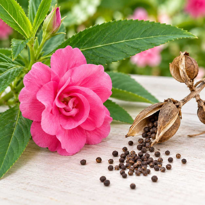 Dopati Seeds – 50 Seeds for Growing Colourful Dopati Flowers at Home, Pots, Balcony &amp; Garden
