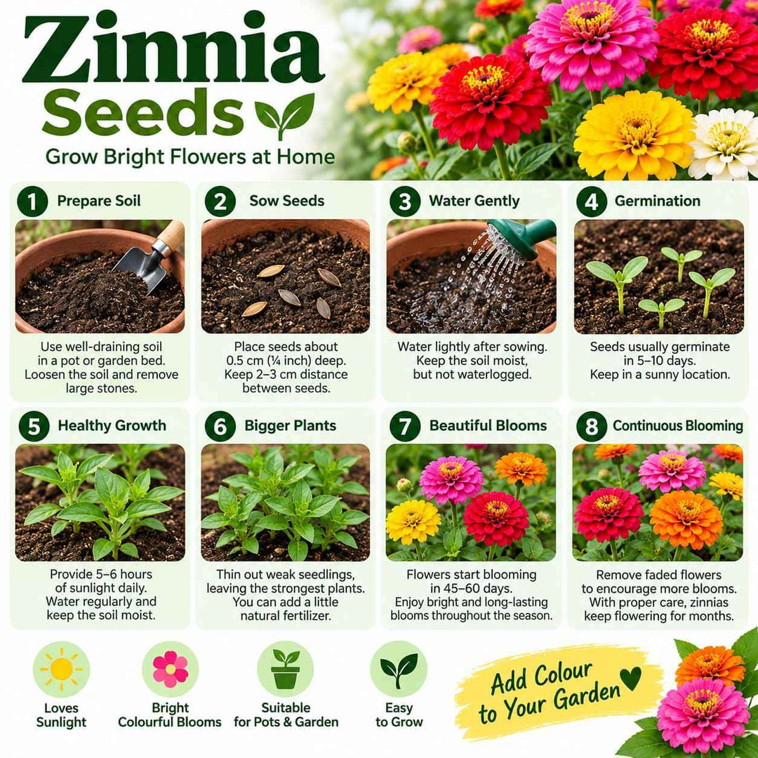 Zinnia Seeds – 50 Seeds for Growing Colourful Zinnia Flowers at Home, Pots, Containers &amp; Garden