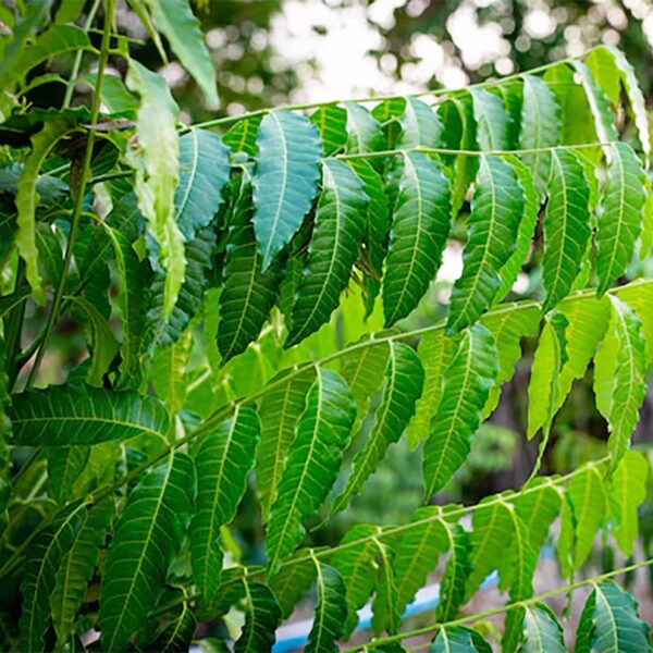 Fresh Neem Leaves (Azadirachta indica) | Ayurvedic Neem Leaves Fresh | Medicinal Plant with many Benefits | Herbal Medicinal Leaves
