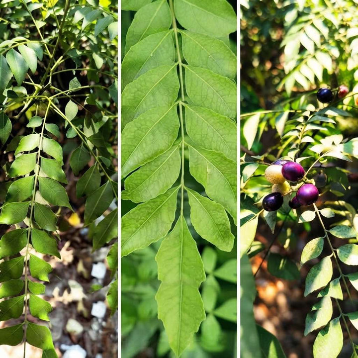 Fresh Curry Leaves | Kari Pata | Kari Patta for Cooking | Kitchen Herbs