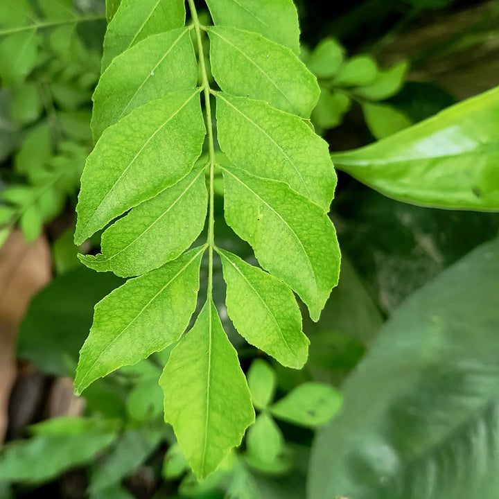 Fresh Curry Leaves | Kari Pata | Kari Patta for Cooking | Kitchen Herbs