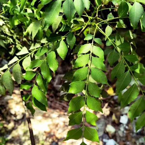 Fresh Curry Leaves | Kari Pata | Kari Patta for Cooking | Kitchen Herbs