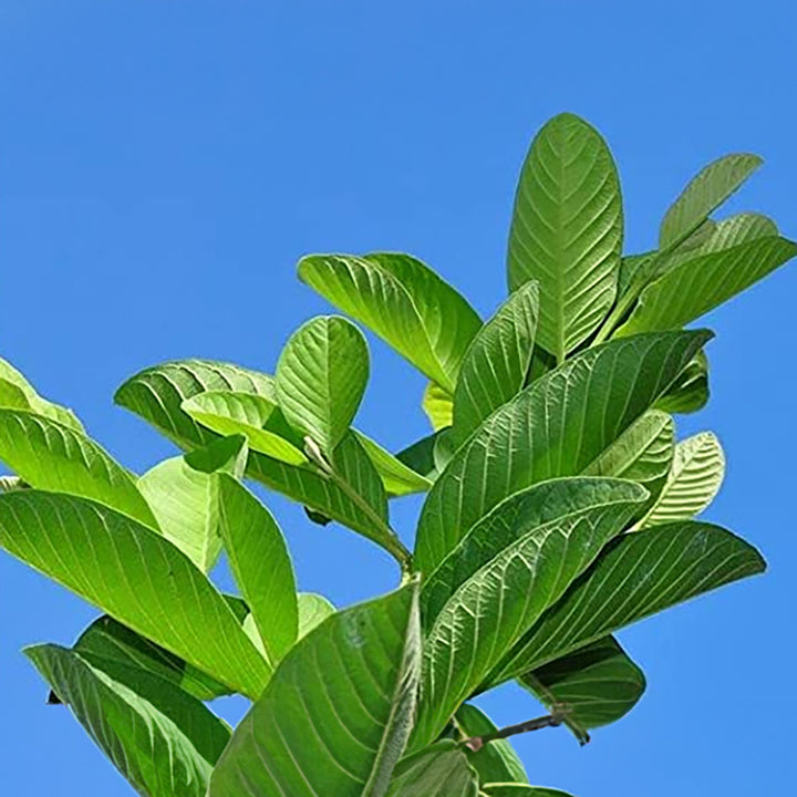 Fresh Guava Leaves - Amrood ke Patte, Payara, Peroo, Pijuli, Jam Phal, Organic Leaf (30+ leaves)