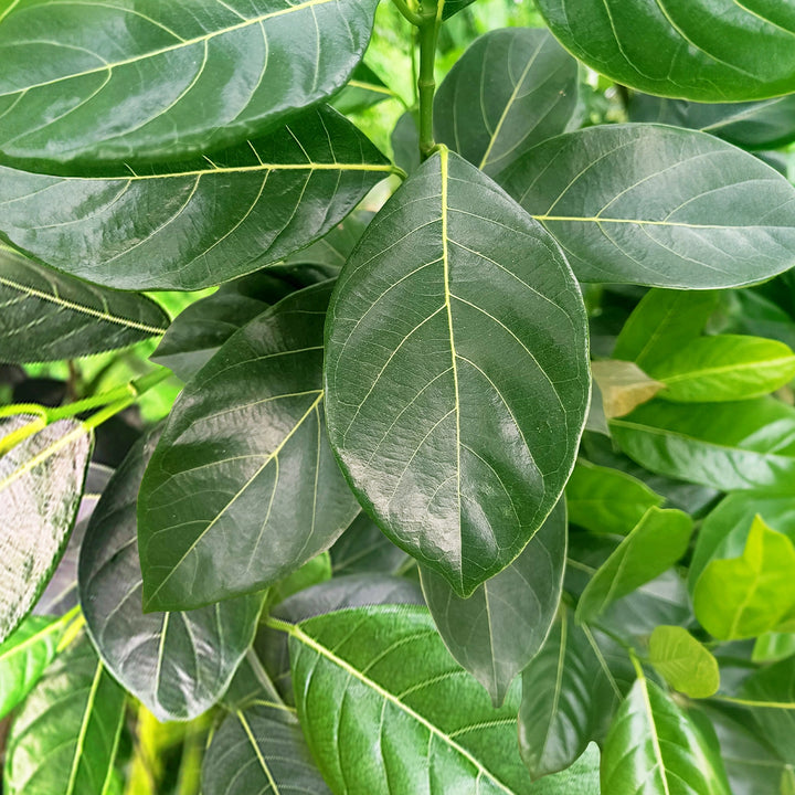 Fresh Jackfruit Leaves - Artocarpus heterophyllus /Jackfruit tree leaves - 50 fresh leaves