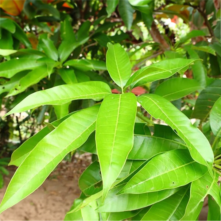 অর্গানিক ফ্রেশ আমের পাতা / আম কি পট্টি (২১টির প্যাক) | পূজার জন্য প্রাকৃতিক আমের পাতা | দরজার প্রবেশপথের জন্য আমের পাতার তোরণ