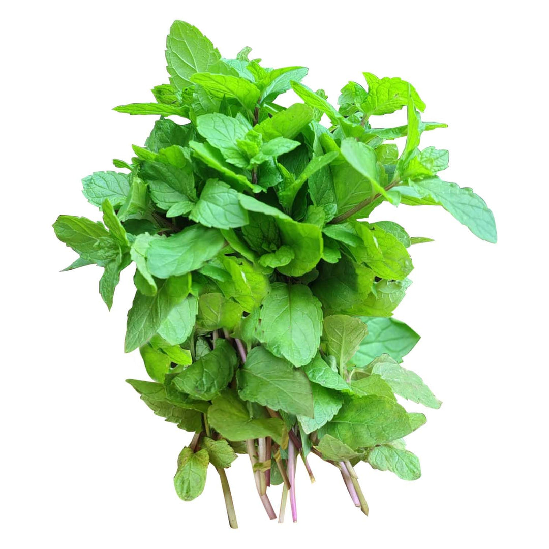 Fresh Mint Pudina Cutting Stems – 20 to 25 Stems | Ready for Regrowth | Aromatic Culinary &amp; Medicinal Herb | Easy to Root &amp; Grow at Home | Eco-Friendly Pack