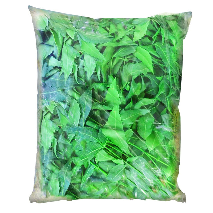 Fresh Neem Leaves (Azadirachta indica) | Ayurvedic Neem Leaves Fresh | Medicinal Plant with many Benefits | Herbal Medicinal Leaves
