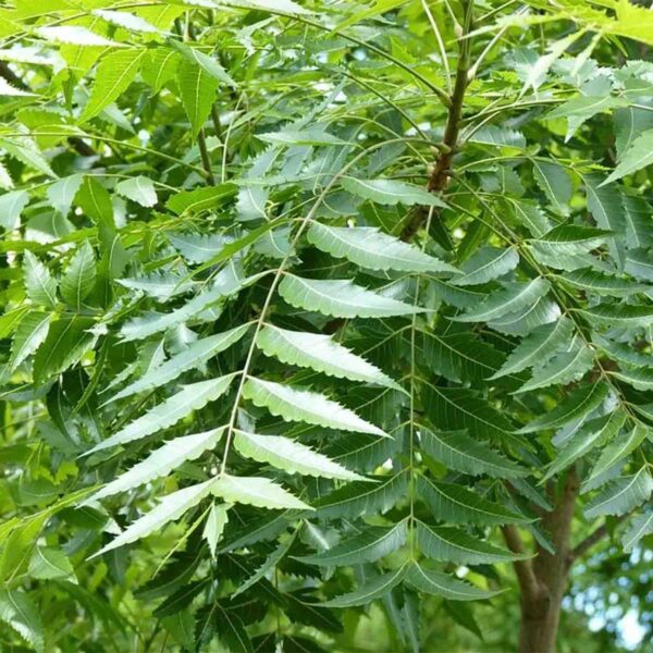 Fresh Neem Leaves (Azadirachta indica) | Ayurvedic Neem Leaves Fresh | Medicinal Plant with many Benefits | Herbal Medicinal Leaves