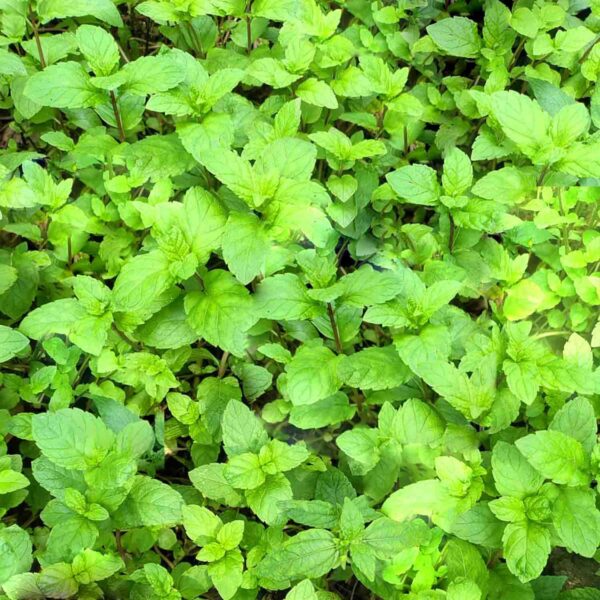 Fresh Mint Pudina Cutting Stems – 20 to 25 Stems | Ready for Regrowth | Aromatic Culinary &amp; Medicinal Herb | Easy to Root &amp; Grow at Home | Eco-Friendly Pack