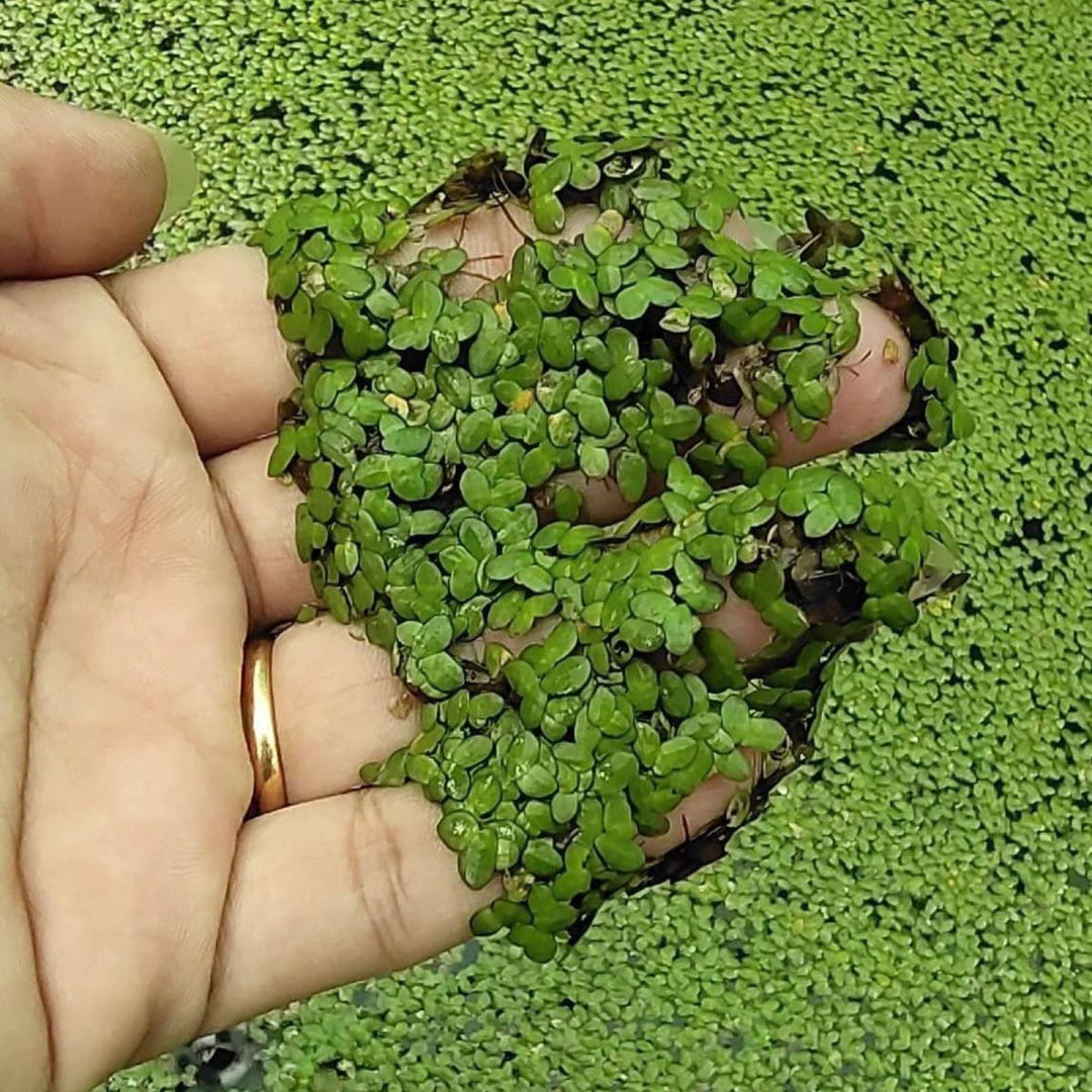 Giant Duckweed, (Spirodela Polyrhiza) Live Floating Plants for Pond / Aquarium | Natural Biological Filter | Oxygenating Plant for your Aquarium and Pond