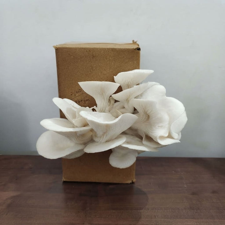 Mushroom Growing Kit - Oyster Mushroom Seeds for Home ( Grow Your Own Kits ) - 1 Packet Mushroom Spawn + Straw + PP Bag - DIY Project