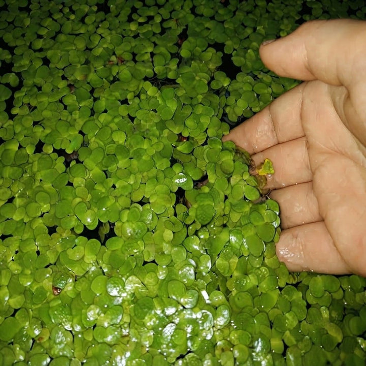 Giant Duckweed, (Spirodela Polyrhiza) Live Floating Plants for Pond / Aquarium | Natural Biological Filter | Oxygenating Plant for your Aquarium and Pond