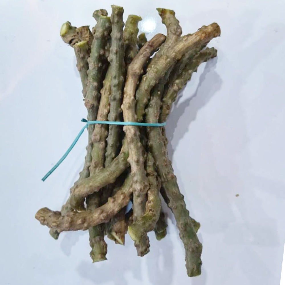 Fresh Neem Giloy Stem (7 inch) / Neem Giloy Stick (Pack 10) | Guduchi stems/Gudhi Stick for Herbal Use