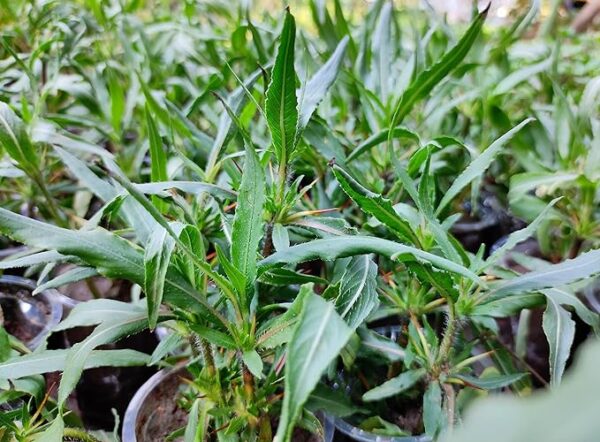 Kulekhara Live Plant (Hygrophila Auriculata) – Kokilaksha, Gokulakanta, Go-kanta, Gokanta, Neeramulli, Swampweeds Plant