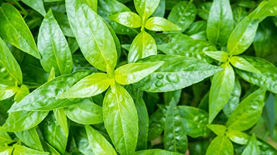 Kalmegh (Andrographis paniculata) | Green Chiretta | Kalpnath | King of Bitters | India Echinacea Plant | Ayurvedic Medicinal Plant with Pot